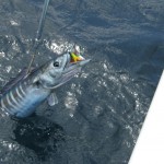 Best Places for Sea Fishing