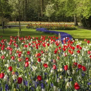 Keukenhof Gardens