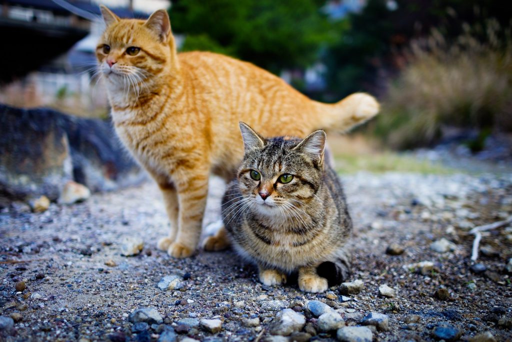 Tashirojima: The Island for Cat People