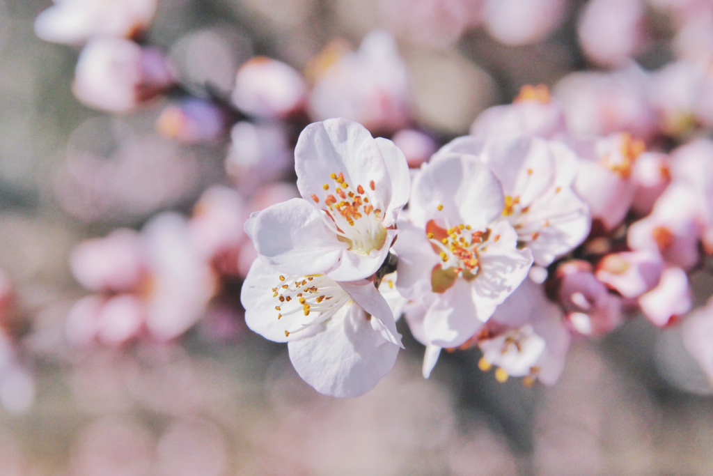 Everything You Need to Know to Enjoy the Cherry Blossom Season in Japan