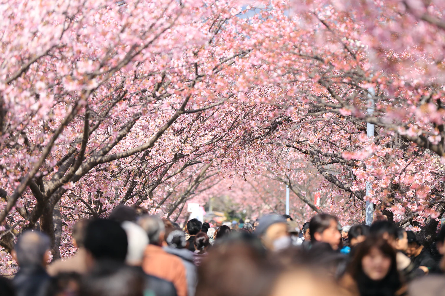 Everything You Need to Know to Enjoy the Cherry Blossom Season in