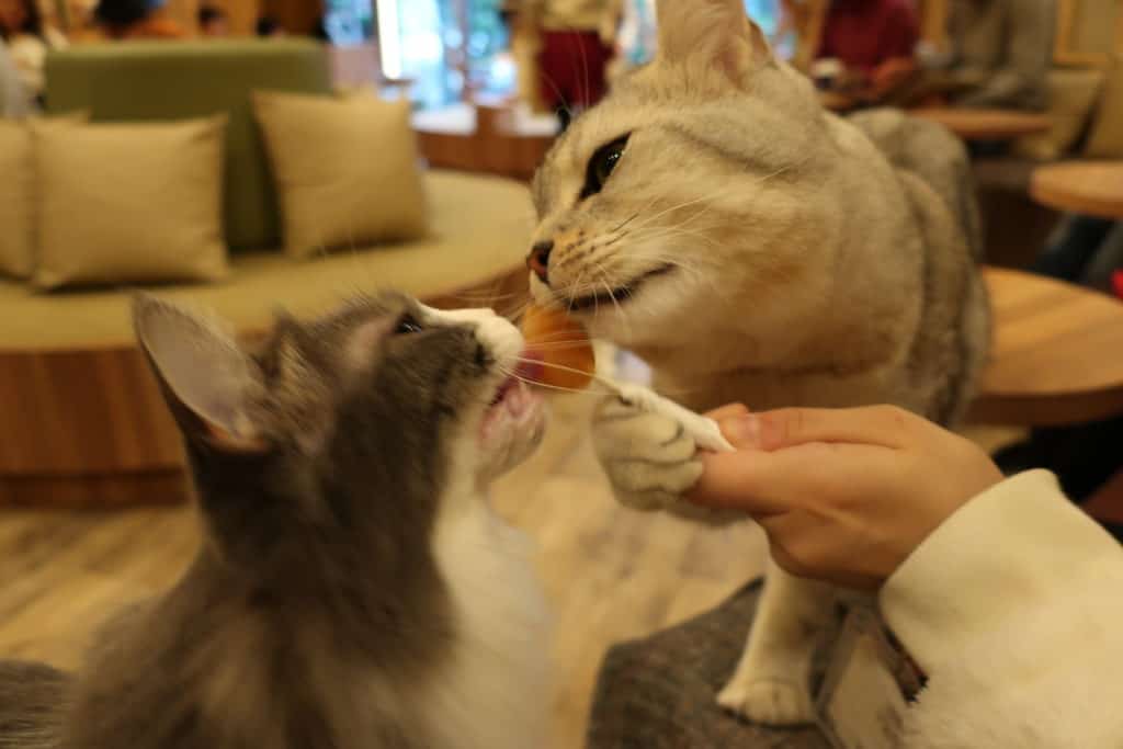 The Cat Cafe — The Neighbor's Cat