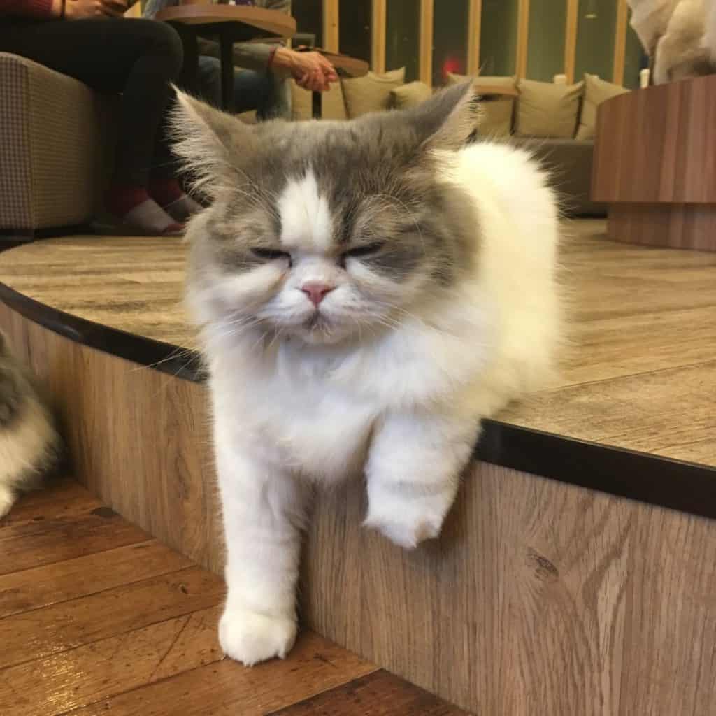 One sleepy resident resting on the step.