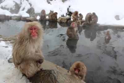 Japanese macaques at the Jigokudani Monkey Park 