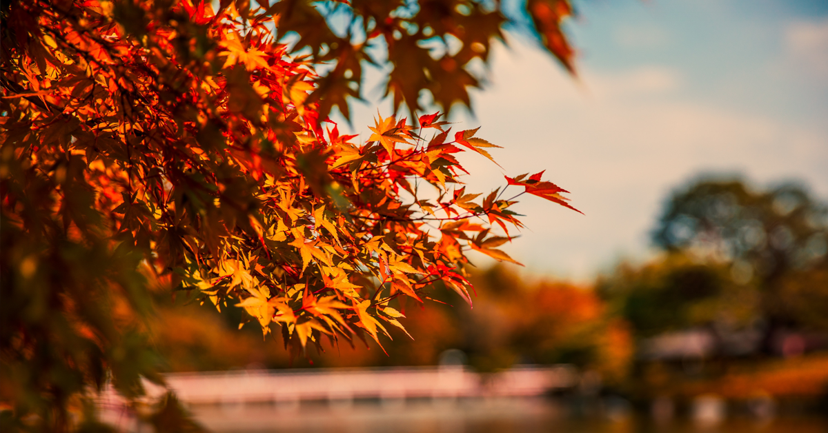 japan's autumn leaves