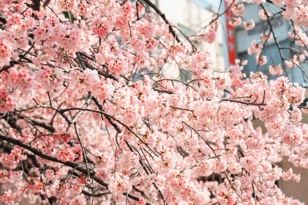 Tokyo’s Best Cherry Blossom Spot? A Day Around Ueno Park 