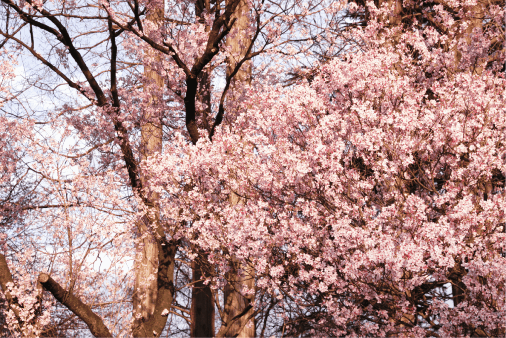 Pink cherry blossom trees in full bloom at Shinjuku Gyoen National Park, Tokyo, during cherry blossom season in Japan