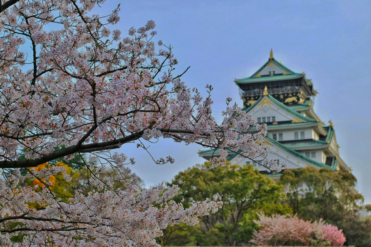 Cherry Blossom, Japan 2026