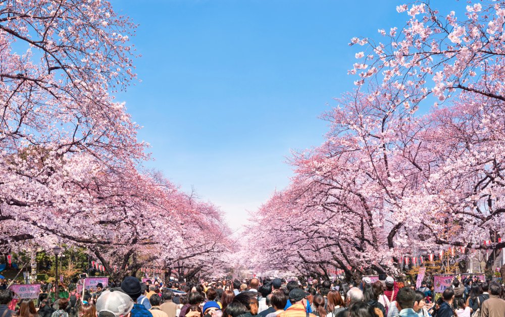 Crowds of visitors walking beneath cherry blossom trees in full bloom at Ueno Park, Tokyo, during cherry blossom season in Japan