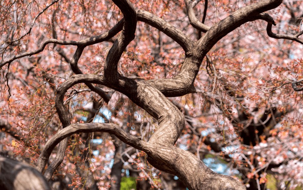 Gnarled and twisted weeping cherry blossom tree branches in bloom at Shinjuku Gyoen National Park, Japan