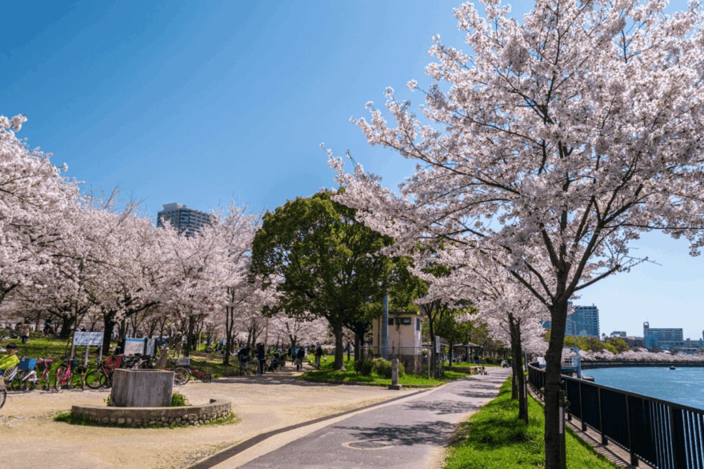 Cherry blossom trees lining the riverside path at Kema Sakuranomiya Park in Osaka during cherry blossom season in Japan