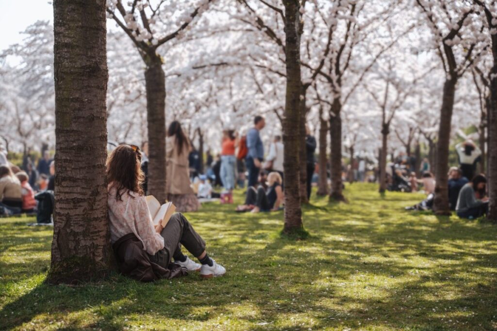 Crowds under cherry blossoms in spring
